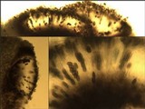 Diplotomma alboatrum image