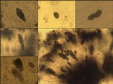 Diplotomma alboatrum image