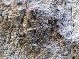 Arthonia radiata image