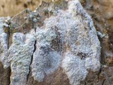 Arthonia radiata image