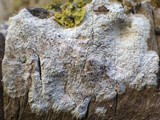Arthonia radiata image