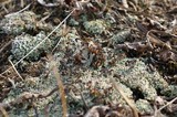 Cladonia cariosa image