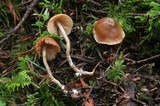 Rhodocybe aureicystidiata image
