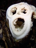 Clathrus crispus image