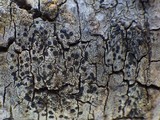 Amandinea punctata image