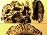 Amandinea punctata image