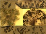 Amandinea punctata image