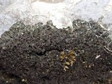 Blennothallia crispa image