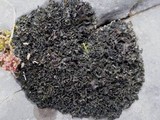 Lathagrium cristatum image