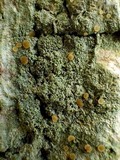 Dimerella lutea image