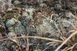 Cladonia cariosa image