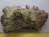 Dimerella lutea image