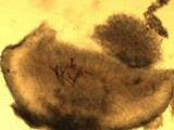 Dimerella lutea image