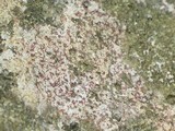 Verrucaria marmorea image