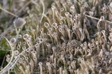 Cladonia fimbriata image