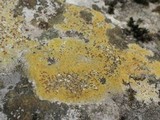 Caloplaca flavovirescens image