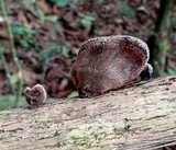 Auricularia nigricans image