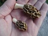 Morchella diminutiva image