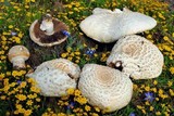 Agaricus crocodilinus image