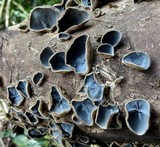 Auricularia nigricans image