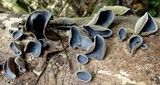 Auricularia nigricans image
