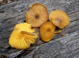 Chrysomphalina chrysophylla image