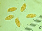 Chrysomphalina chrysophylla image