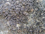 Verrucaria fusconigrescens image