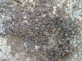 Verrucaria fusconigrescens image