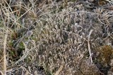 Cladonia fimbriata image