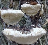 Perenniporia fraxinophila image