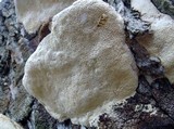 Perenniporia fraxinophila image