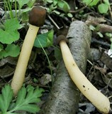 Verpa conica image