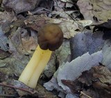 Verpa conica image