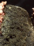Clathrus archeri image