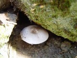 Pluteus petasatus image