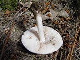 Pluteus petasatus image