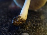 Pluteus petasatus image