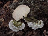 Trametes gibbosa image