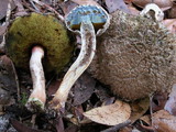 Boletellus dissiliens image