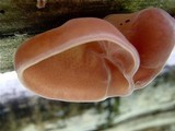 Auricularia fuscosuccinea image