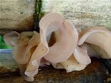 Auricularia fuscosuccinea image