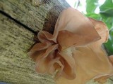 Auricularia fuscosuccinea image