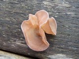 Auricularia fuscosuccinea image
