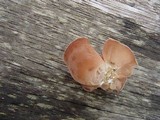 Auricularia fuscosuccinea image