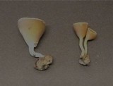 Geopyxis carbonaria image