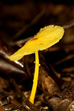 Leucocoprinus brunneoluteus image