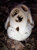 Clathrus crispus image
