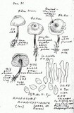 Rhodocybe aureicystidiata image