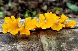 Dacryopinax spathularia image